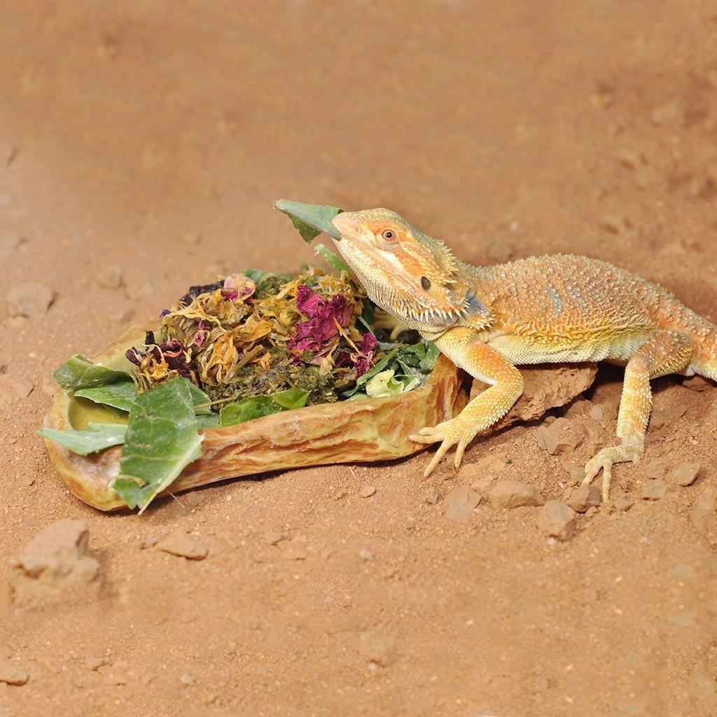 Bearded dragon deals feeding dish